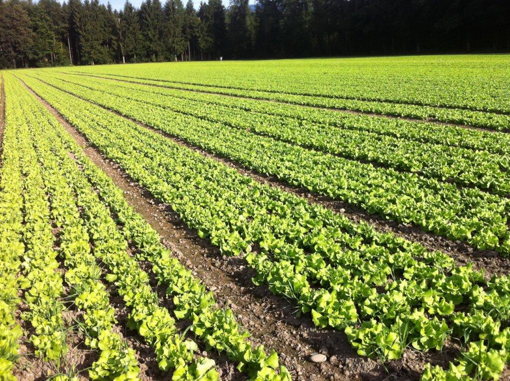 Salatfeld Betriebsart Bösiger Gemüse